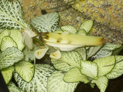 Leaf-mimic Mantis