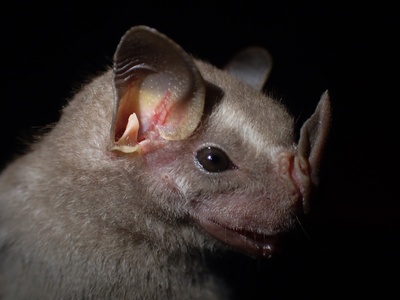 Leaf-nosed bat