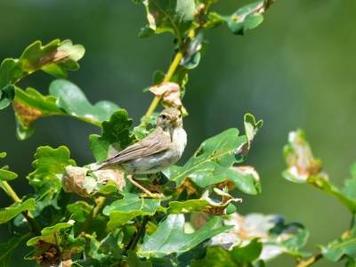 Leaf warbler