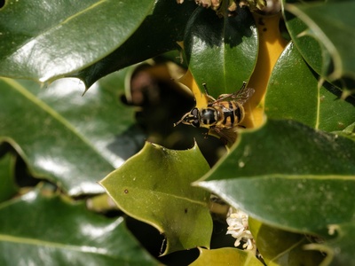 Leafcutter bee