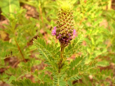 Leafy Prairie Clover
