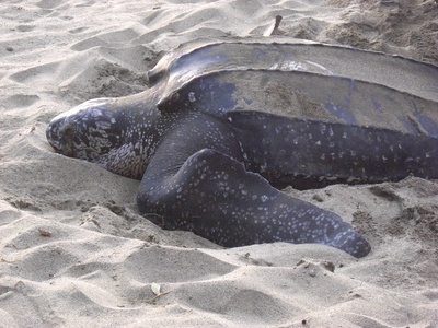 Leatherback turtle