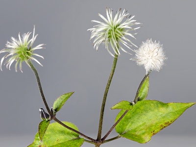 Leatherflower