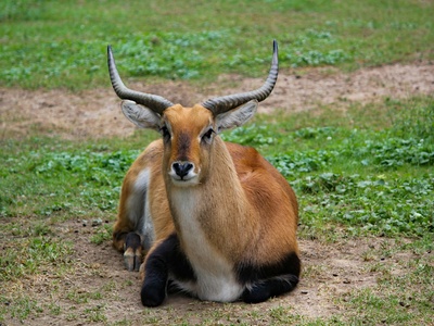 Lechwe