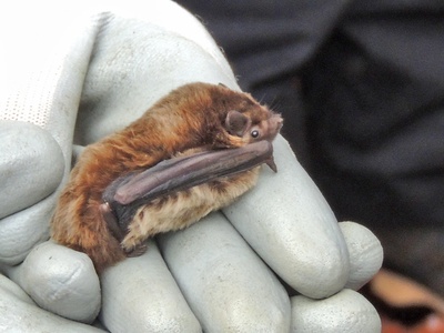 Leisler's Bat