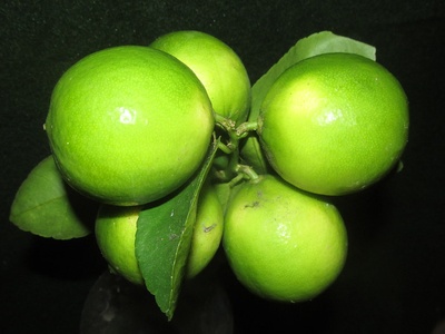 Lemon (Limão)