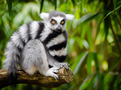 Lemur
