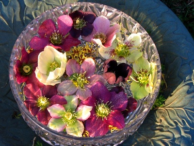 Lenten Rose