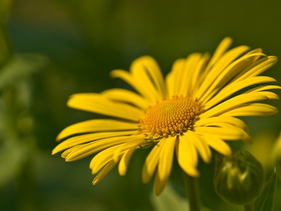 Leopard's Bane