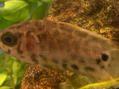 Leopard Bushfish