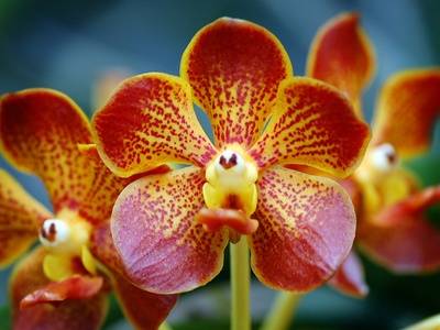 Leopard Orchid