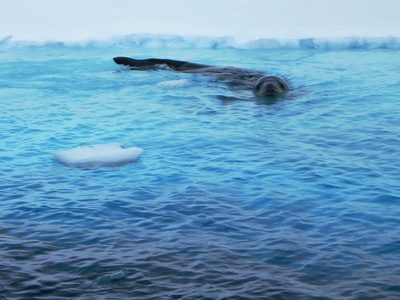 Leopard Seal