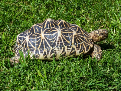 Leopard Tortoise