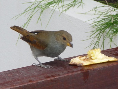 Lesser Antillean Bullfinch