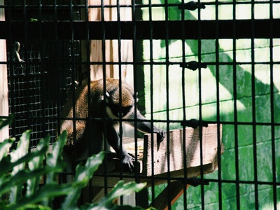 Lesser Bamboo Lemur