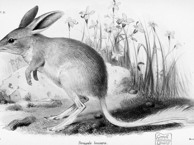 Lesser Bilby