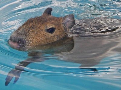 Lesser Capybara