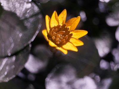 Lesser Celandine