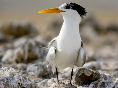 Lesser Crested Tern