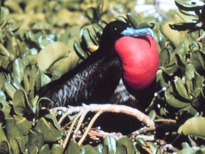 Lesser Frigatebird