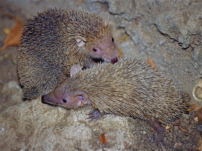 Lesser Hedgehog Tenrec