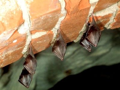 Lesser Horseshoe Bat