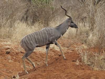 Lesser kudu