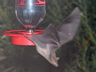 Lesser Long-nosed Bat