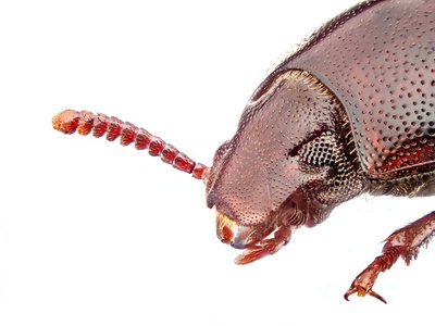 Lesser mealworm