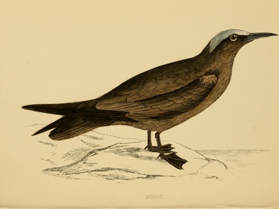 Lesser Noddy