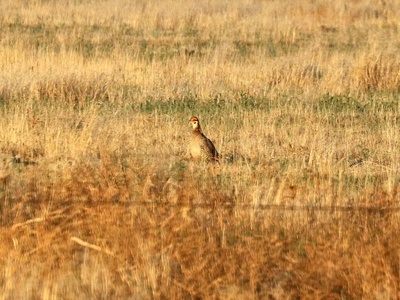 Lesser Prairie-Chicken