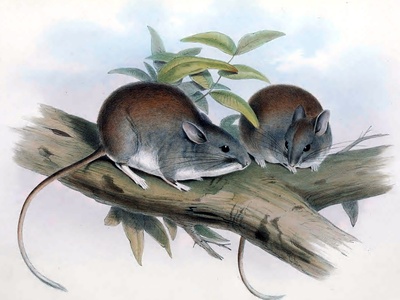 Lesser Stick-nest Rat