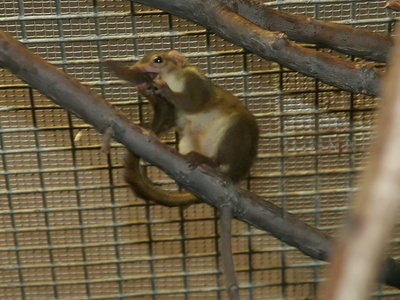 Lesser Treeshrew