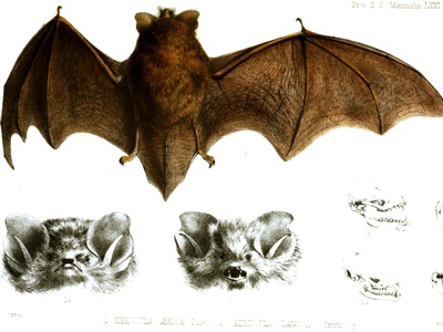 Lesser woolly bat