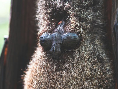 Lesser Woolly Horseshoe Bat