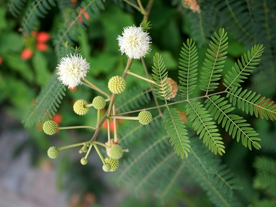 Leucaena