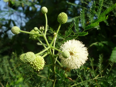 Leucaena