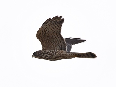 Levant Sparrowhawk