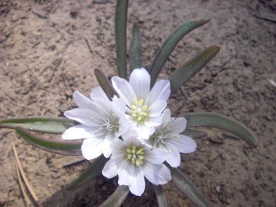 Lewisia