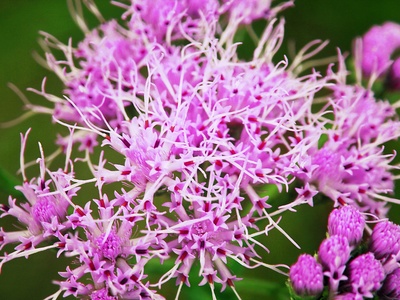 Liatris