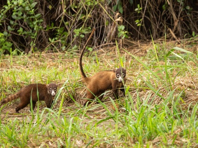 Liberian Mongoose