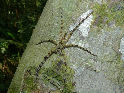 Lichen Huntsman
