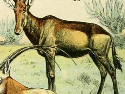 Lichtenstein's Hartebeest