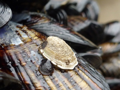 Limpet