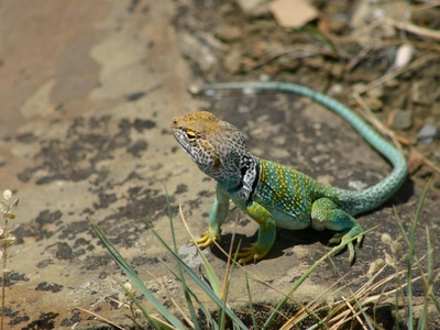 Limpopo Girdled Lizard
