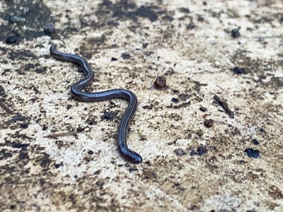 Lined Blind Snake