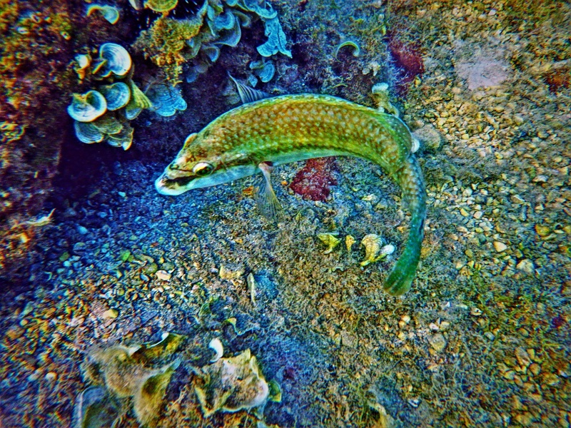 The Complete List of Common Animals That Start With L - Flora Fauna Fun