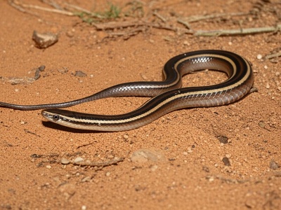 Lined Shovel-snout