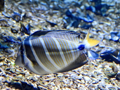 Lined Surgeonfish