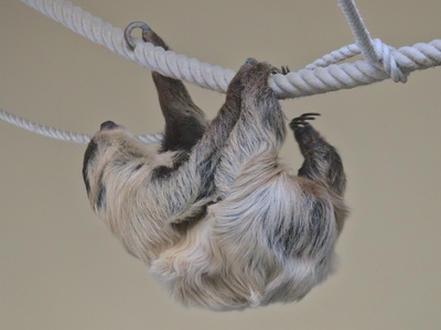 Linnaeus's Two-toed Sloth
